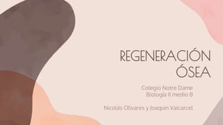 REGENERACIÓN
ÓSEA
Colegio Notre Dame
Biología II medio B
Nicolás Olivares y Joaquin Valcarcel
 