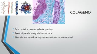 Regeneracionreparacionycicatrizacion | PDF