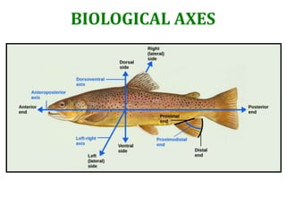 BIOLOGICAL AXES
 