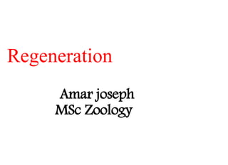Regeneration
Amar joseph
MSc Zoology
 