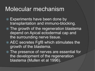 Regeneration in animals | PPSX