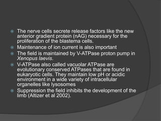Regeneration in animals | PPSX