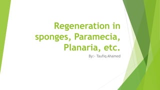 Regeneration in
sponges, Paramecia,
Planaria, etc.
By:- Taufiq Ahamed
 