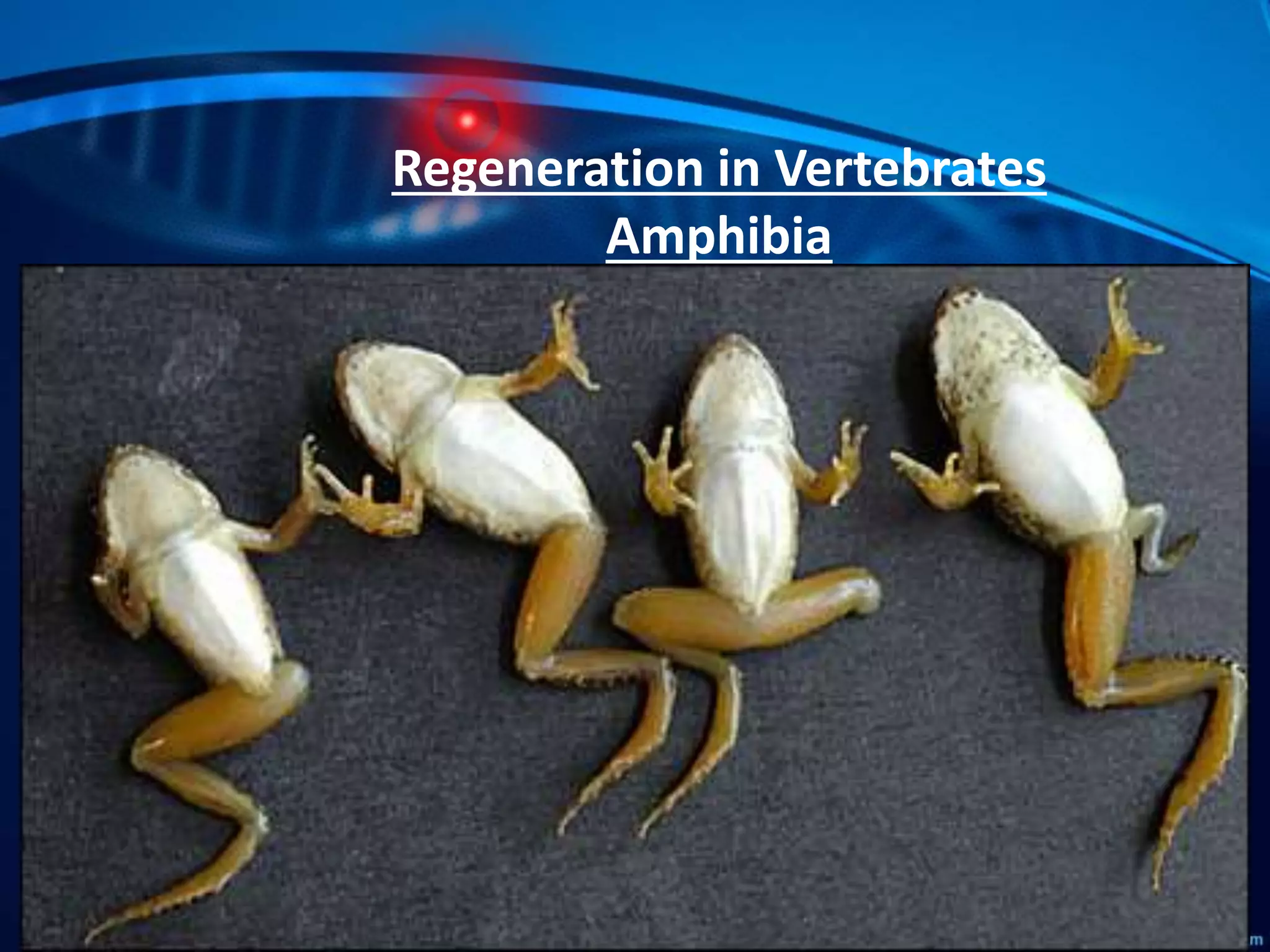 Regeneration in vertebrates | PPTX