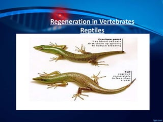 Photo inspiration: Reptile Skin Regeneration Techniques Reference: Regeneration In Vertebrates