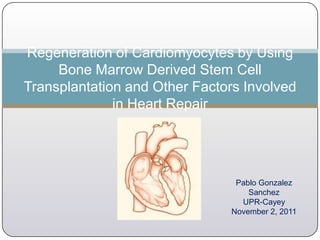Regeneration of Cardiomyocytes by Using
     Bone Marrow Derived Stem Cell
Transplantation and Other Factors Involved
              in Heart Repair




                                 Pablo Gonzalez
                                    Sanchez
                                  UPR-Cayey
                                November 2, 2011
 