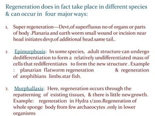 Regeneration does in fact take place in different species
& can occur in four major ways:
1. Super regeneration—Devt,of superfluous no of organs or parts
of body .Planaria and earth worm small wound or incision near
head initiatesdevp.of additional head.same tail..
2. Epimorphosis: In some species, adult structure can undergo
dedifferentiation to form a relatively undifferentiated mass of
cells that redifferentiates to form the new structure .Example
: planarian flatworm regeneration & regeneration
of amphibians limbs.star fish.
3. Morphallaxis: Here, regeneration occurs through the
repatterning of existing tissues, & there is little newgrowth.
Example: regeneration in Hydra 1/200.Regeneration of
whole sponge body from few archaeocytes .only in lower
organisms
 