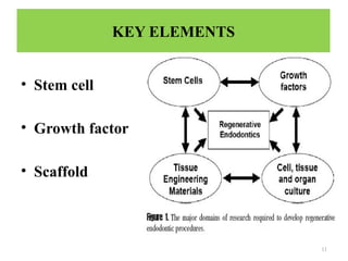 11
KEY ELEMENTS
• Stem cell
• Growth factor
• Scaffold
 