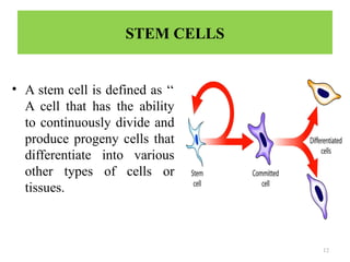 12
STEM CELLS
• A stem cell is defined as ‘‘
A cell that has the ability
to continuously divide and
produce progeny cells that
differentiate into various
other types of cells or
tissues.
 