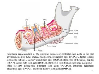 17
Schematic representation of the potential sources of postnatal stem cells in the oral
environment. Cell types include tooth germ progenitor cells (TGPCs), dental follicle
stem cells (DFSCs), salivary gland stem cells (SGSCs), stem cells of the apical papilla
(SCAP), dental pulp stem cells (DPSCs), stem cells from human exfoliated deciduous
teeth (SHED), periodontal ligament stem cells (PDLSCs), inflamed periapical
progenitor cells (iPAPCs) and bone marrow stem cells (BMSCs).
 