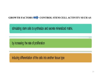23
GROWTH FACTORS CONTROL STEM CELLACTIVITY SUCH AS
 