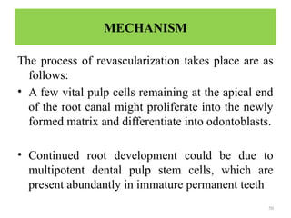 50
MECHANISM
The process of revascularization takes place are as
follows:
• A few vital pulp cells remaining at the apical end
of the root canal might proliferate into the newly
formed matrix and differentiate into odontoblasts.
• Continued root development could be due to
multipotent dental pulp stem cells, which are
present abundantly in immature permanent teeth
 