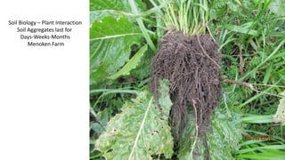 Soil Biology – Plant Interaction
Soil Aggregates last for
Days-Weeks-Months
Menoken Farm
 