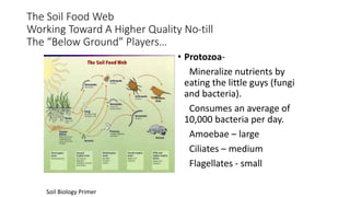 The Soil Food Web
Working Toward A Higher Quality No-till
The “Below Ground” Players…
• Protozoa-
Mineralize nutrients by
eating the little guys (fungi
and bacteria).
Consumes an average of
10,000 bacteria per day.
Amoebae – large
Ciliates – medium
Flagellates - small
Soil Biology Primer
 