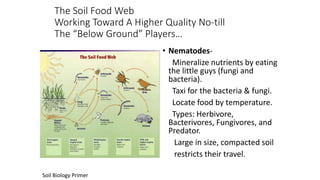 The Soil Food Web
Working Toward A Higher Quality No-till
The “Below Ground” Players…
• Nematodes-
Mineralize nutrients by eating
the little guys (fungi and
bacteria).
Taxi for the bacteria & fungi.
Locate food by temperature.
Types: Herbivore,
Bacterivores, Fungivores, and
Predator.
Large in size, compacted soil
restricts their travel.
Soil Biology Primer
 