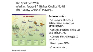 The Soil Food Web
Working Toward A Higher Quality No-till
The “Below Ground” Players…
• Actinomycetes-
Source of antibiotics:
tetracycline, neomycin,
streptomycin.
Controls bacteria in the soil
and in humans.
Convert dinitrogen gas to
ammonia.
Decompose SOM.
Cure compost.
Soil Biology Primer
 