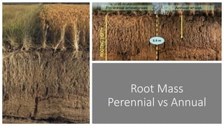 Root Mass
Perennial vs Annual
 