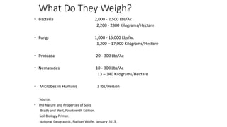 What Do They Weigh?
• Bacteria 2,000 - 2,500 Lbs/Ac
2,200 - 2800 Kilograms/Hectare
• Fungi 1,000 - 15,000 Lbs/Ac
1,200 – 17,000 Kilograms/Hectare
• Protozoa 20 - 300 Lbs/Ac
• Nematodes 10 - 300 Lbs/Ac
13 – 340 Kilograms/Hectare
• Microbes in Humans 3 lbs/Person
Source:
• The Nature and Properties of Soils
Brady and Weil, Fourteenth Edition.
Soil Biology Primer.
National Geographic, Nathan Wolfe, January 2013.
 