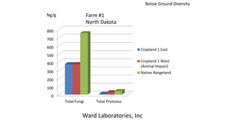 0
100
200
300
400
500
600
700
800
Total Fungi Total Protozoa
Cropland 1 East
Cropland 1 West
(Animal Impact)
Native Rangeland
Ng/g
Ward Laboratories, Inc
Farm #1
North Dakota
Below Ground Diversity
 