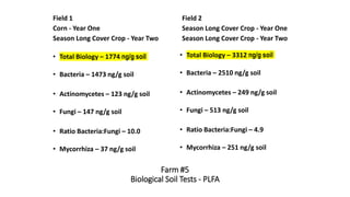 Farm #5
Biological Soil Tests - PLFA
Field 1
Corn - Year One
Season Long Cover Crop - Year Two
Field 2
Season Long Cover Crop - Year One
Season Long Cover Crop - Year Two
• Total Biology – 1774 ng/g soil
• Bacteria – 1473 ng/g soil
• Actinomycetes – 123 ng/g soil
• Fungi – 147 ng/g soil
• Ratio Bacteria:Fungi – 10.0
• Mycorrhiza – 37 ng/g soil
• Total Biology – 3312 ng/g soil
• Bacteria – 2510 ng/g soil
• Actinomycetes – 249 ng/g soil
• Fungi – 513 ng/g soil
• Ratio Bacteria:Fungi – 4.9
• Mycorrhiza – 251 ng/g soil
 