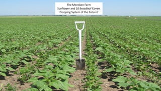 The Menoken Farm
Sunflower and 10 Broadleaf Covers
Cropping System of the Future?
 