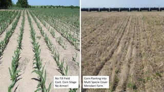 No-Till Field
Cont. Corn Silage
No Armor!
Corn Planting into
Multi Specie Cover
Menoken Farm
 