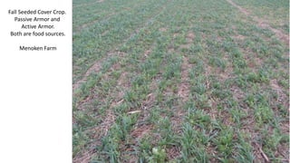 Fall Seeded Cover Crop.
Passive Armor and
Active Armor.
Both are food sources.
Menoken Farm
 