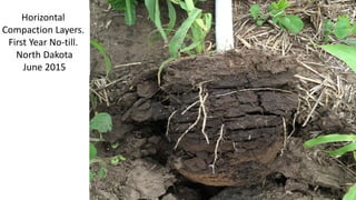 Horizontal
Compaction Layers.
First Year No-till.
North Dakota
June 2015
 