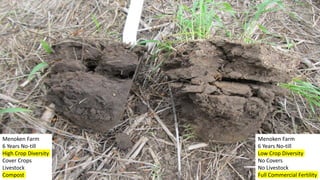 Menoken Farm
6 Years No-till
High Crop Diversity
Cover Crops
Livestock
Compost
Menoken Farm
6 Years No-till
Low Crop Diversity
No Covers
No Livestock
Full Commercial Fertility
 