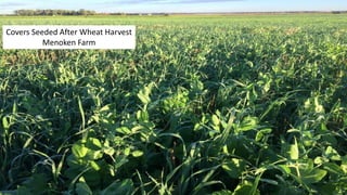 Covers Seeded After Wheat Harvest
Menoken Farm
 