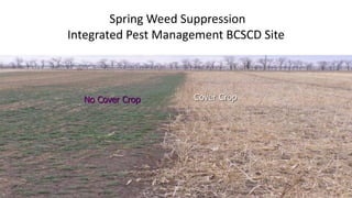 Spring Weed Suppression
Integrated Pest Management BCSCD Site
Cover CropNo Cover Crop
 