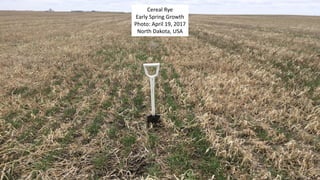 Cereal Rye
Early Spring Growth
Photo: April 19, 2017
North Dakota, USA
 