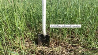Sets the Stage for Livestock Integration
 