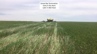 Cereal Rye Termination
Early in Dry Years
Later in Wet Years
 