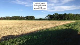 Planting Green
Soybeans Emerging
Spring
North Dakota, USA
 