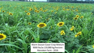 Warm Season Cover Crop Mixture
9000 lbs/ac (10,080 kg/hectare
Menoken Farm - 2016
 