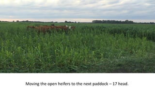 Moving the open heifers to the next paddock – 17 head.
 