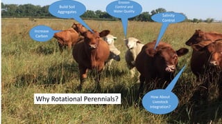 Salinity
Control
Erosion
Control and
Water Quality
Build Soil
Aggregates
Why Rotational Perennials? How About
Livestock
Integration?
Increase
Carbon
 
