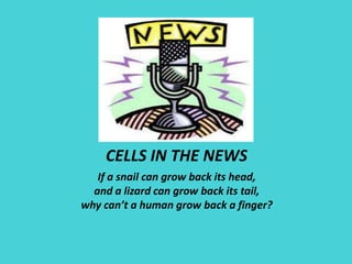 CELLS IN THE NEWS If a snail can grow back its head, and a lizard can grow back its tail, why can’t a human grow back a finger? 