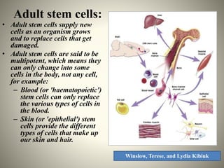 Adult stem cells:
• Adult stem cells supply new
cells as an organism grows
and to replace cells that get
damaged.
• Adult ...