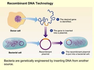 Bacteria are genetically engineered by inserting DNA from another source.  Recombinant DNA Technology 