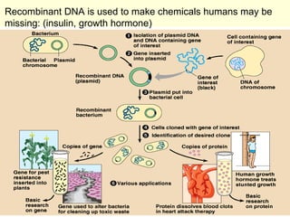 Recombinant DNA is used to make chemicals humans may be missing: (insulin, growth hormone) 