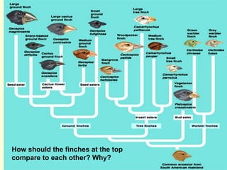 How should the finches at the top compare to each other? Why? 