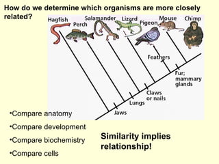 How do we determine which organisms are more closely related? <ul><li>Compare anatomy </li></ul><ul><li>Compare developmen...