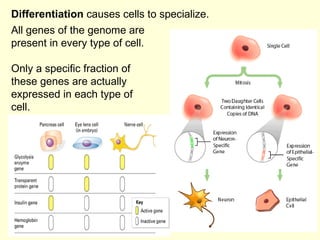 Differentiation  causes cells to specialize.  All genes of the genome are present in every type of cell. Only a specific f...