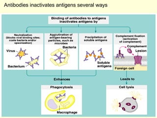 Antibodies inactivates antigens several ways 