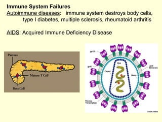 Immune System Failures Autoimmune diseases :  immune system destroys body cells, type I diabetes, multiple sclerosis, rheu...