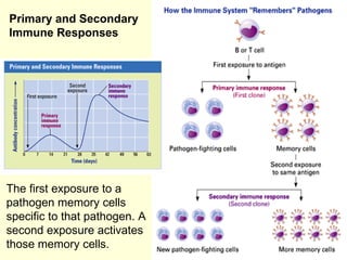 The first exposure to a pathogen memory cells specific to that pathogen. A second exposure activates those memory cells.  ...
