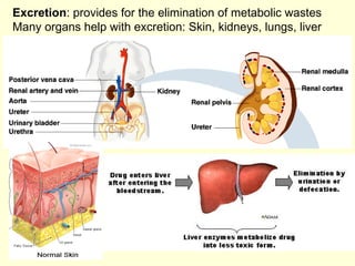 Excretion : provides for the elimination of metabolic wastes Many organs help with excretion: Skin, kidneys, lungs, liver 