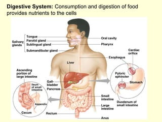 Digestive System:  Consumption and digestion of food provides nutrients to the cells 
